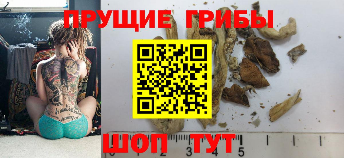 Галлюциногенные грибы GOLDEN TEACHER  Вход с VPN  Псилоцибиновые грибы GOLDEN TEACHER  Кисловодск 